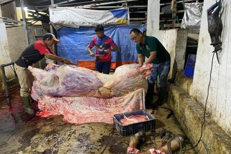 VIRAL DI DUGA RPH CISURUPAN KOTA B