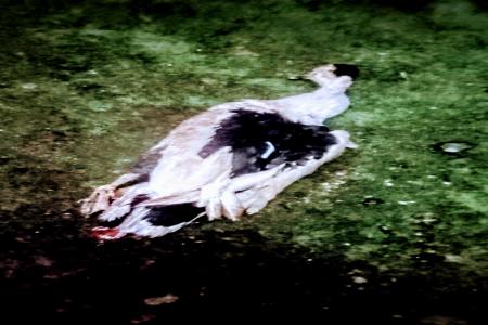 ENTOK BANTUAN BANYAK YANG MATIWARGA GI