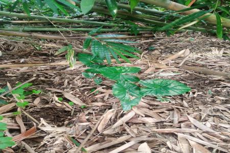 MISTERI HILANGNYA PETILASAN KYAI G