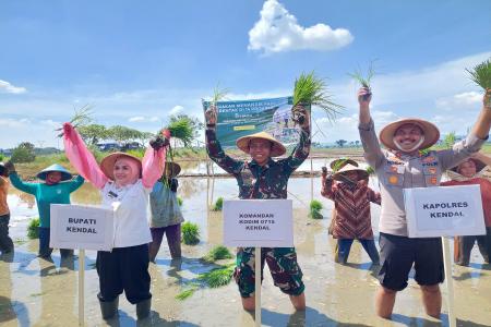 KENDAL GELAR GERAKAN MENANAM PADI 