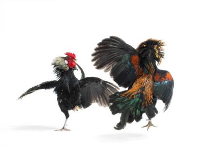 Las Vegas Kalangan Sabung Ayam Wilayah