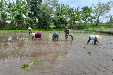 BABINSA NGORAN DAMPINGI KELOMPOK T