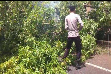 Polres Sumenep Respon Cepat Atasi Pohon Tumbang di Lenteng Arus Lalu L